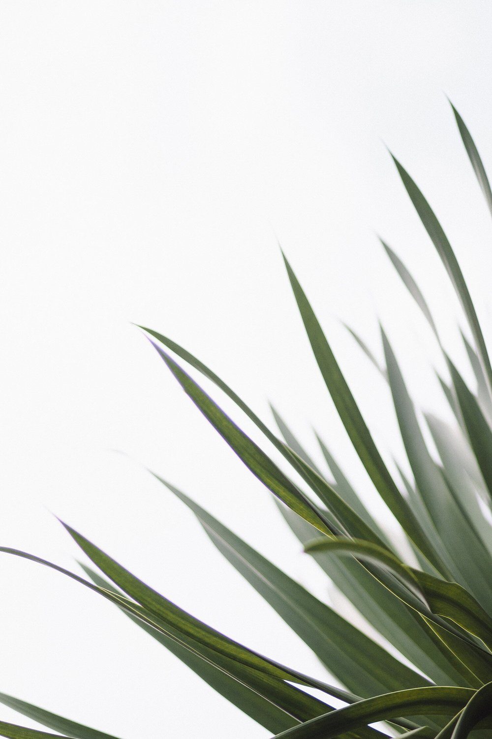 Palm leaves on white | Glow Skin & Spa, Baldivis